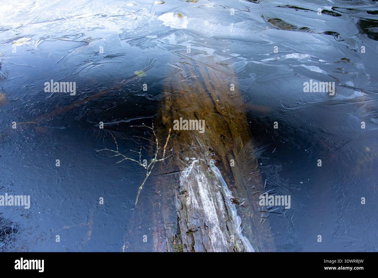 Untergetauchter Baumstamm sichtbar durch dünnes, gemustertes Eis auf einem gefrorenen See im Alice Lake Provincial Park British Columbia Kanada Stockfoto