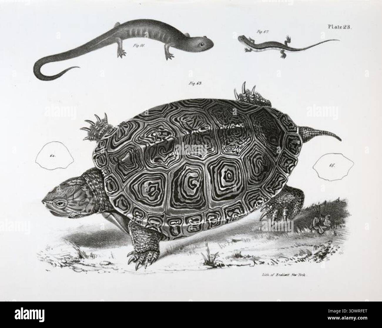 Historische naturgeschichtliche Platte der glatten Terrapin (Emys Terrapin) mit detailliertem Schalenmuster und anatomischen Merkmalen, mit Begleitfiguren des granulierten Salamanders (Salamandra granulata) und des gestreiften Salamanders (Salamandra bilineata). Gravur aus James E. de Kays zoologischer Erhebung, veröffentlicht in Albany, 1842–1844 Stockfoto