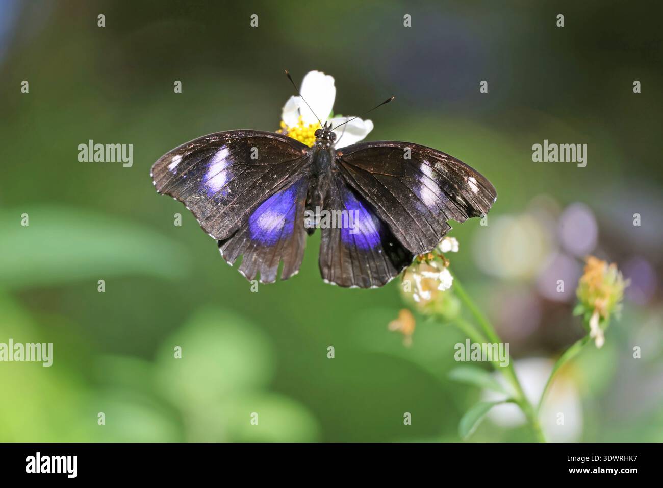 Hypolimnas Bolina oder der Blaue Mond Schmetterling mit veränderbaren Punktmustern Nectaring auf Weißer Blume Stockfoto