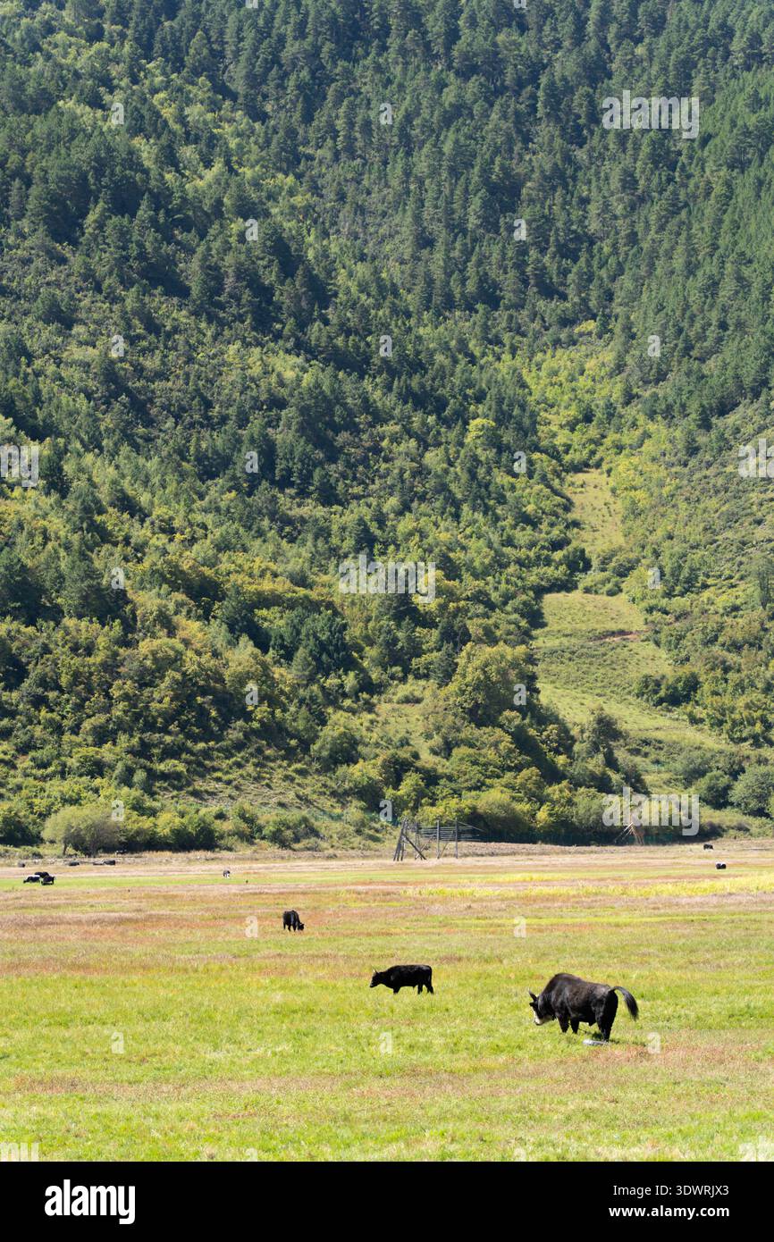 Rinder weiden auf Graswiesen im Napahai Feuchtgebiet nahe Shangri-La, Yunnan, China auf dem tibetischen Plateau. Stockfoto