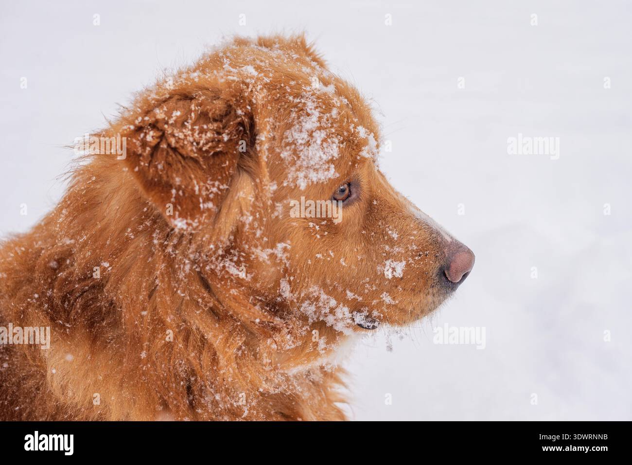 Fröhlicher goldener Hund genießt einen schneebedeckten Wintertag und zeigt seinen verspielten Geist inmitten der weißen Landschaft Stockfoto