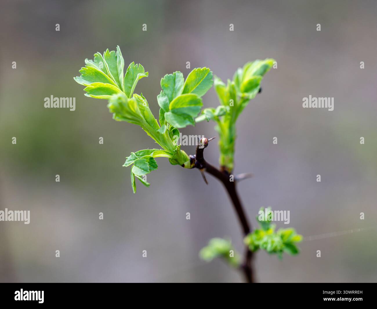 Dornen an einem Stamm der Rosenart Rose Hemisphaerica Stockfoto