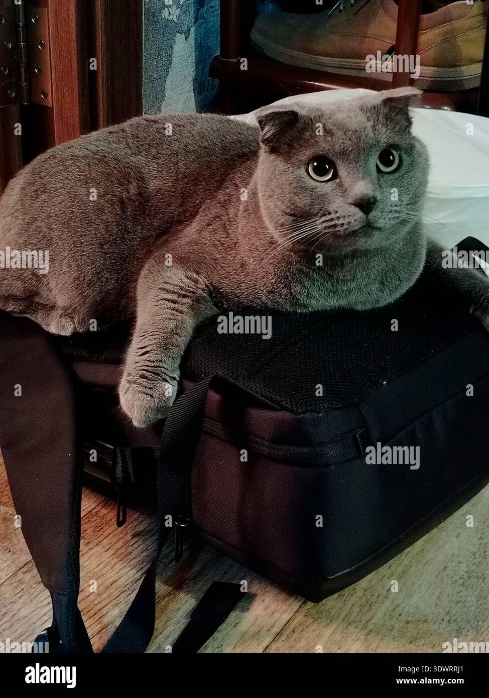 Graue schottische Faltkatze, die auf einer schwarzen Tasche sitzt, mit alarmierenden breiten Augen für Haustier-Porträt-Hintergrund und gemütlichem Innenbannerdesign. Stockfoto