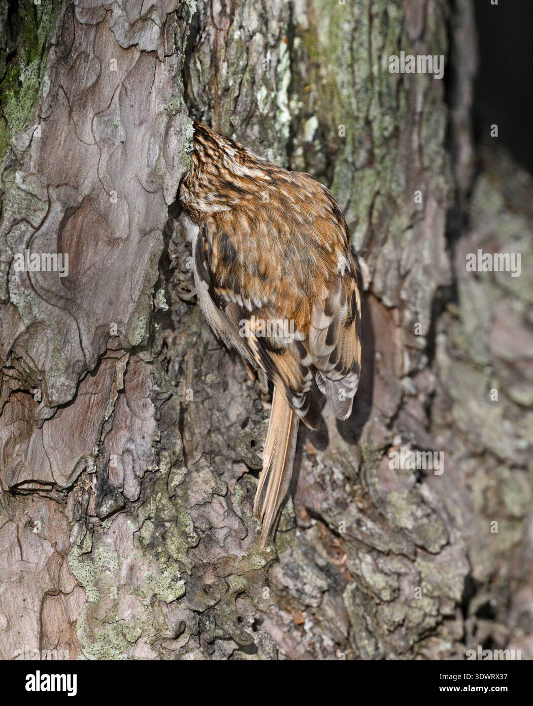 Waldbaumläufer - Certhia familiaris Stockfoto