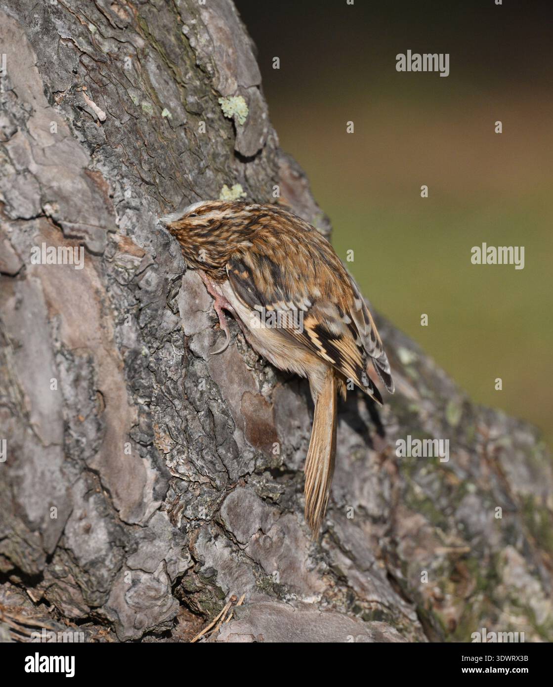 Waldbaumläufer - Certhia familiaris Stockfoto