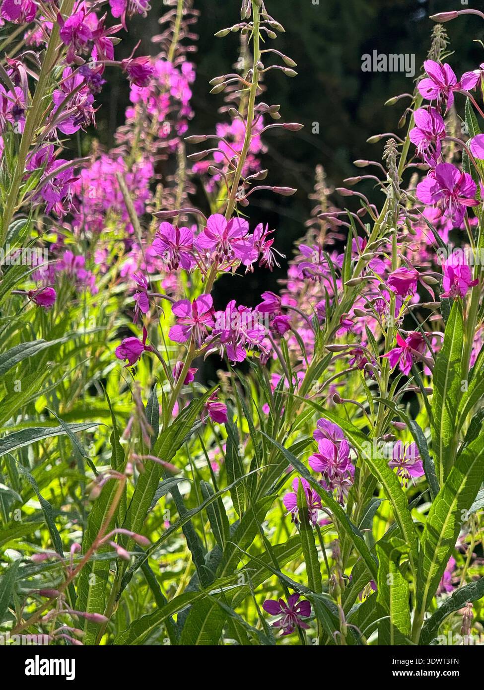Rosafarbene feuerweed-Wildblumen blühen auf einer Alpenwiese in den Schweizer Alpen, lebendige Sommerpflanzen, die von Sonnenlicht beleuchtet werden. - Smartphone-aufgenommenes Stockfoto