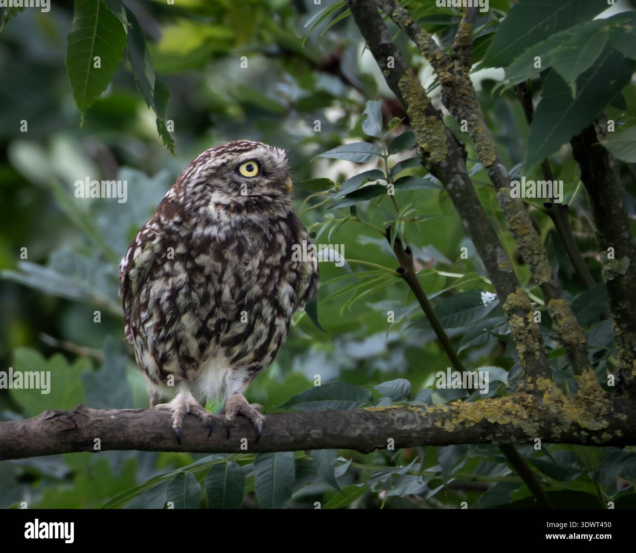 Die kleine Eule thront auf Zweig in dichtem grünen Laub Stockfoto