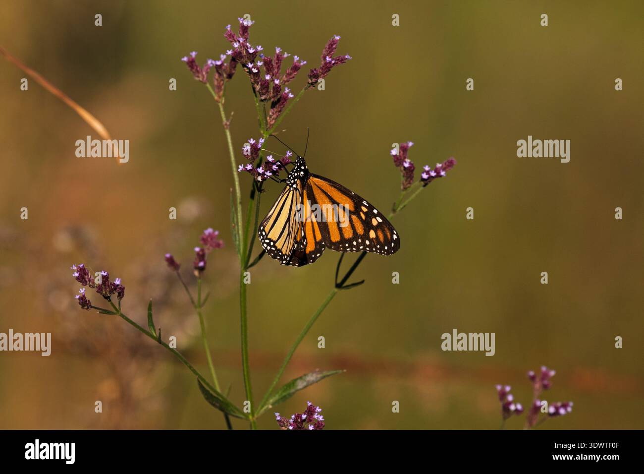 Monarchschmetterling, der sich vom Nektar einer wilden Blume ernährt, Texas, USA Stockfoto