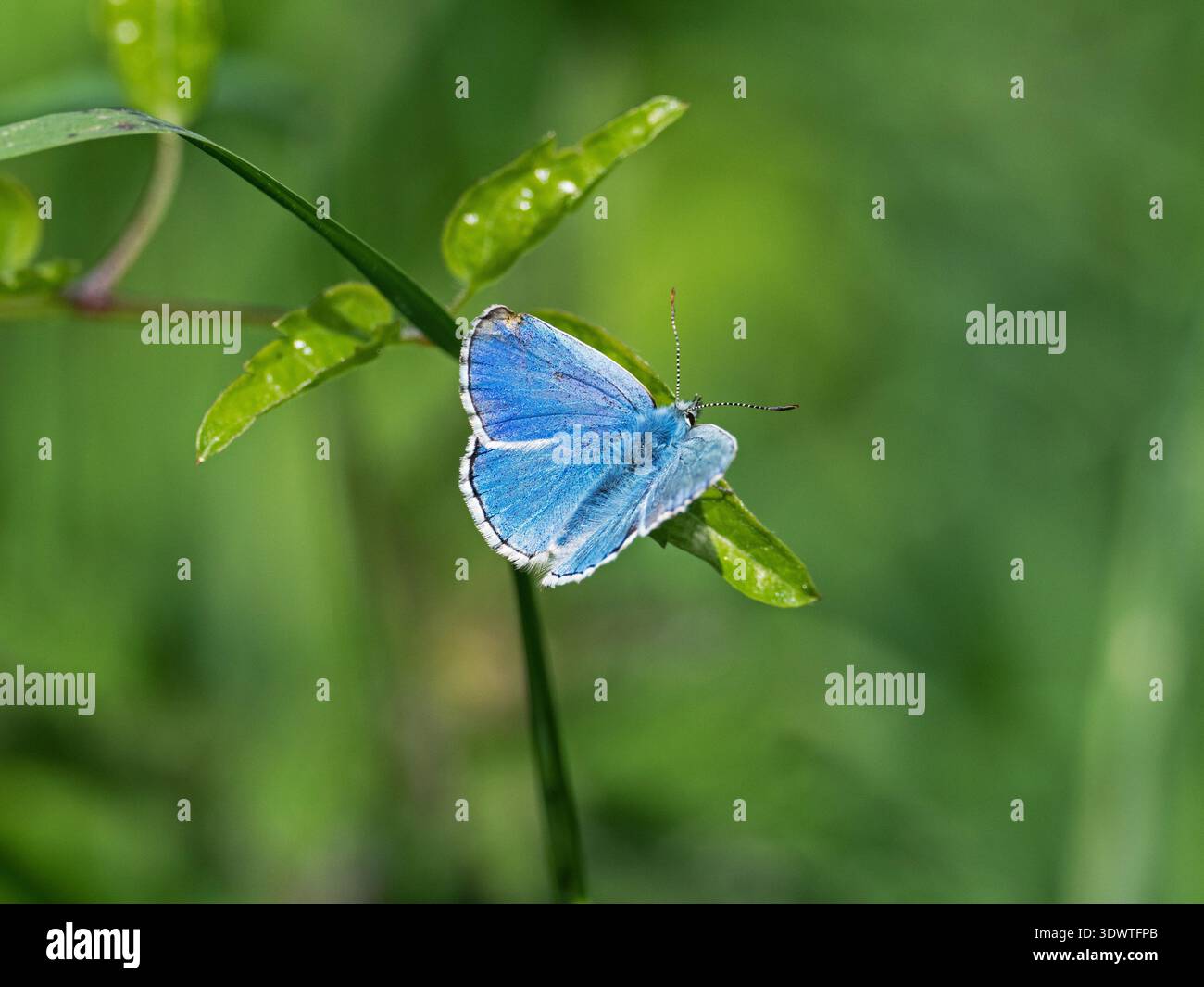 Adonis Blue Lysandra bellargus, männlich auf einem Butterblumenblatt, das die Oberseite zeigt, Martin Down National Nature Reserve, Hampshire, England, Großbritannien, Juni Stockfoto