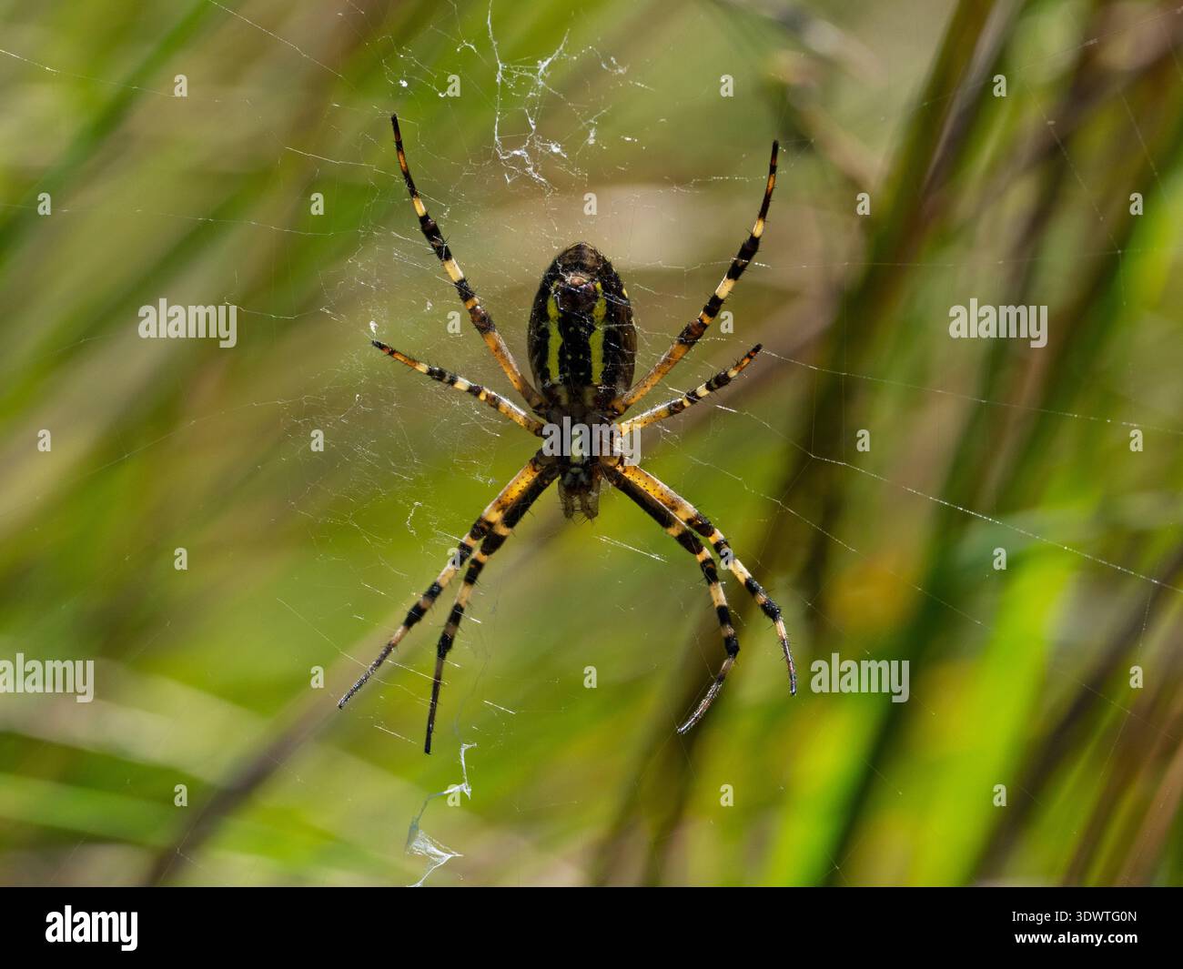 Wespenspinne Argiope bruennichi zeigt Unterseite im Web, Arne RSPB Reserve, Dorset, England, UK, August 2019 Stockfoto