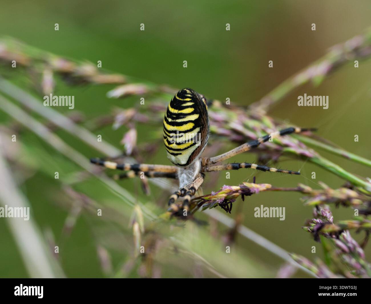 Was Spinnenargiope bruennichi in defensiver Haltung, Arne RSPB Reserve, Isle of Purbeck, Dorset, England, Großbritannien, August 2021 Stockfoto