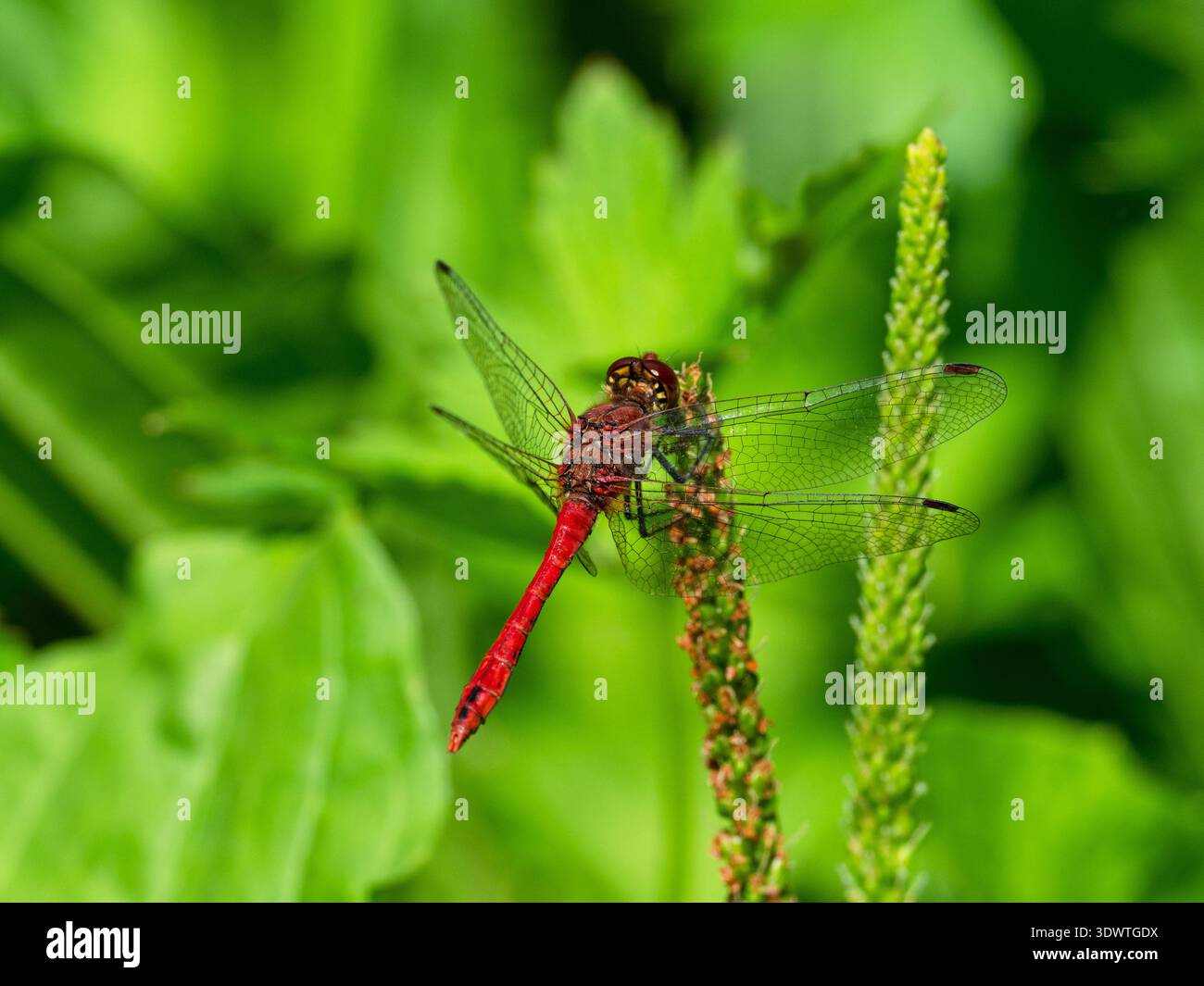 Ruddy Darter Sympetrum sanguineum männlich auf dem Großbantain Plantago Major, Westhay Moor Nature Reserve, Somerset Wildlife Trust Reserve, Avalo Stockfoto