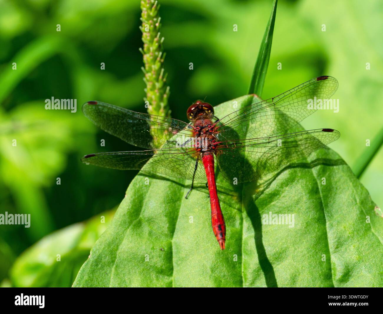 Ruddy Darter Sympetrum sanguineum männlich auf dem Großbantain Plantago Major, Westhay Moor Nature Reserve, Somerset Wildlife Trust Reserve, Avalo Stockfoto