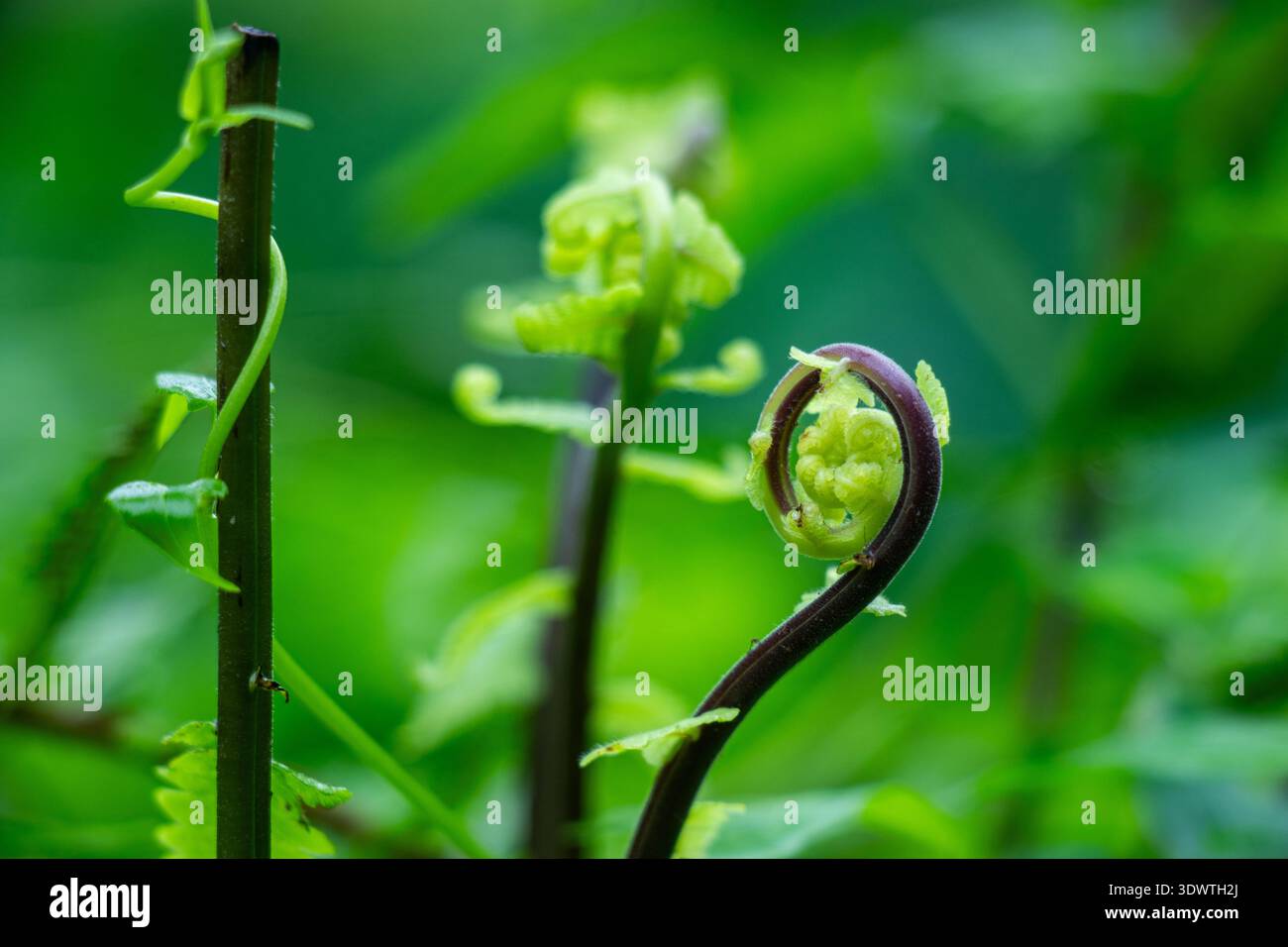 Matteuccia struthiopteris, Straußenfarnfieddelköpfe entfalten hellgrüne, in Fibonacci-Spiralen gewickelte Wedel. Eßbare Pteridophyta-Shootings werden als spr ausgezeichnet Stockfoto