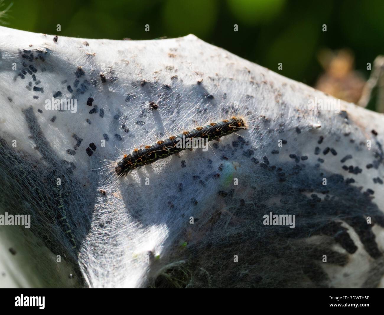 Kleine Eiermotte Eriogaster Lanestris Raupen auf Seidenzelt, Martin Down National Nature Reserve, Dorset, England, Großbritannien, Mai 2020 Stockfoto