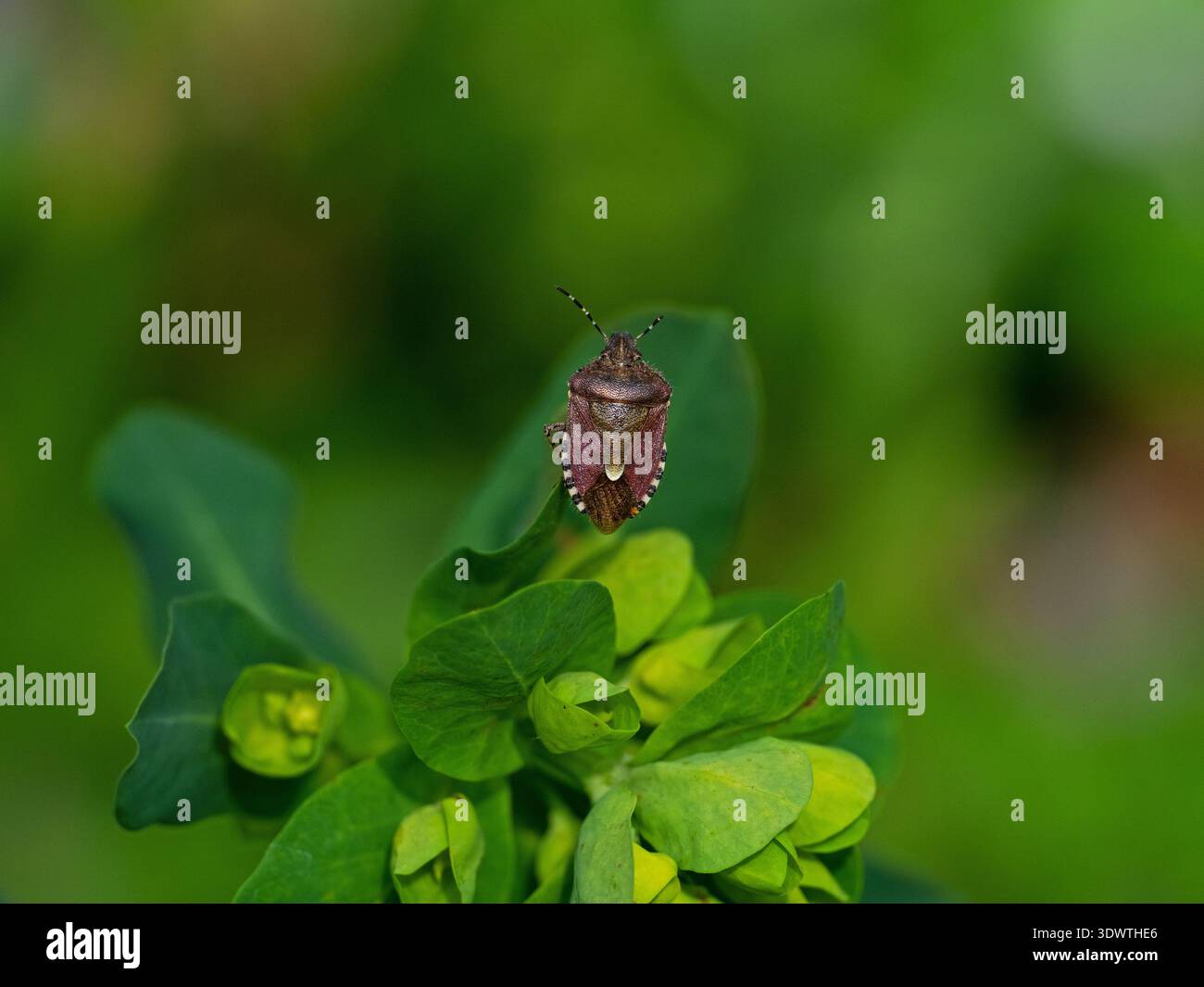 Der haarige Schildkäfer Dolycoris baccarum auf dem Waldspurge Euphorbia amygdaloides in Laubwäldern, Vernditch Chase, Teil von Cranborne Chase und Wes Stockfoto