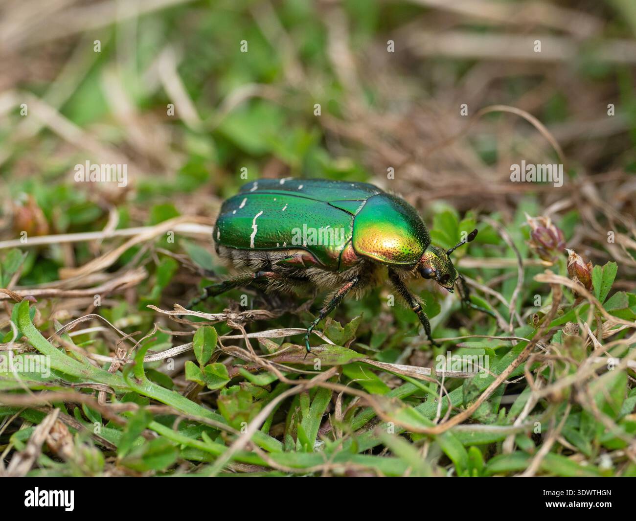Rosenscheuer Cetonia aurata on Grassland, Poulner Lakes, Ringwood, Hampshire, England, UK, Juni 2024 Stockfoto