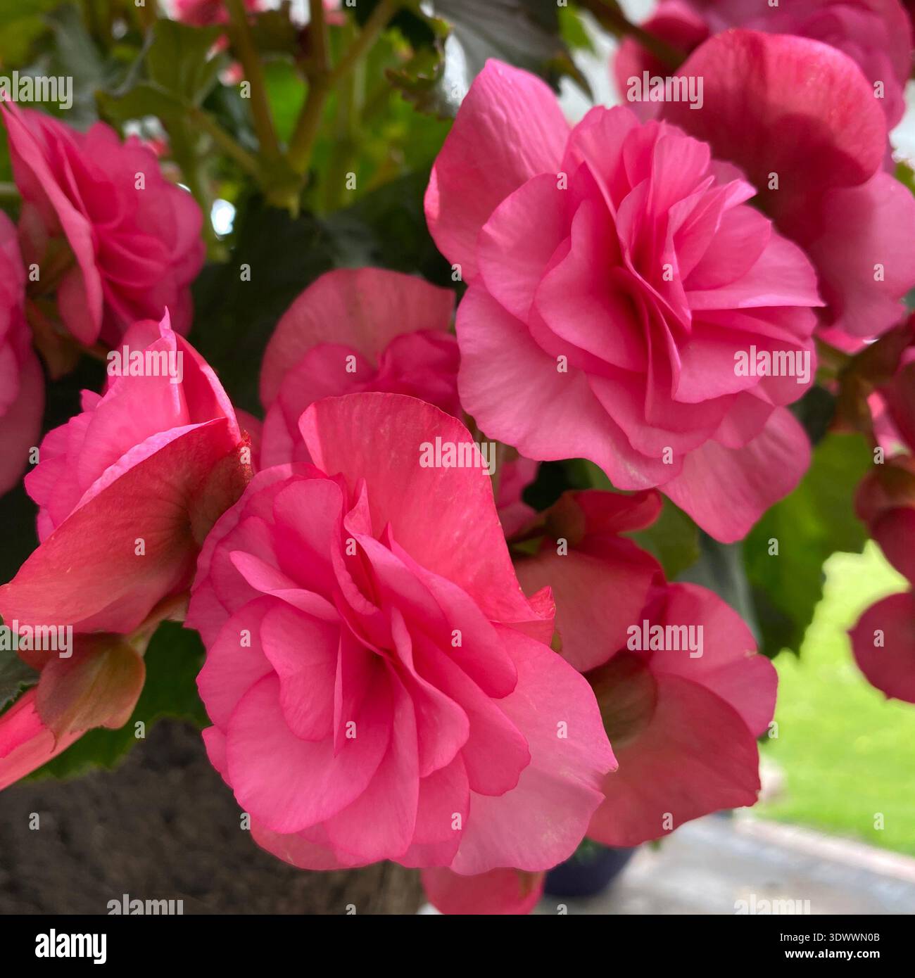 Nahaufnahme der rosafarbenen Double Begonia Blüten in voller Blüte, im Frühjahr, in Trevor, Wisconsin, USA Stockfoto