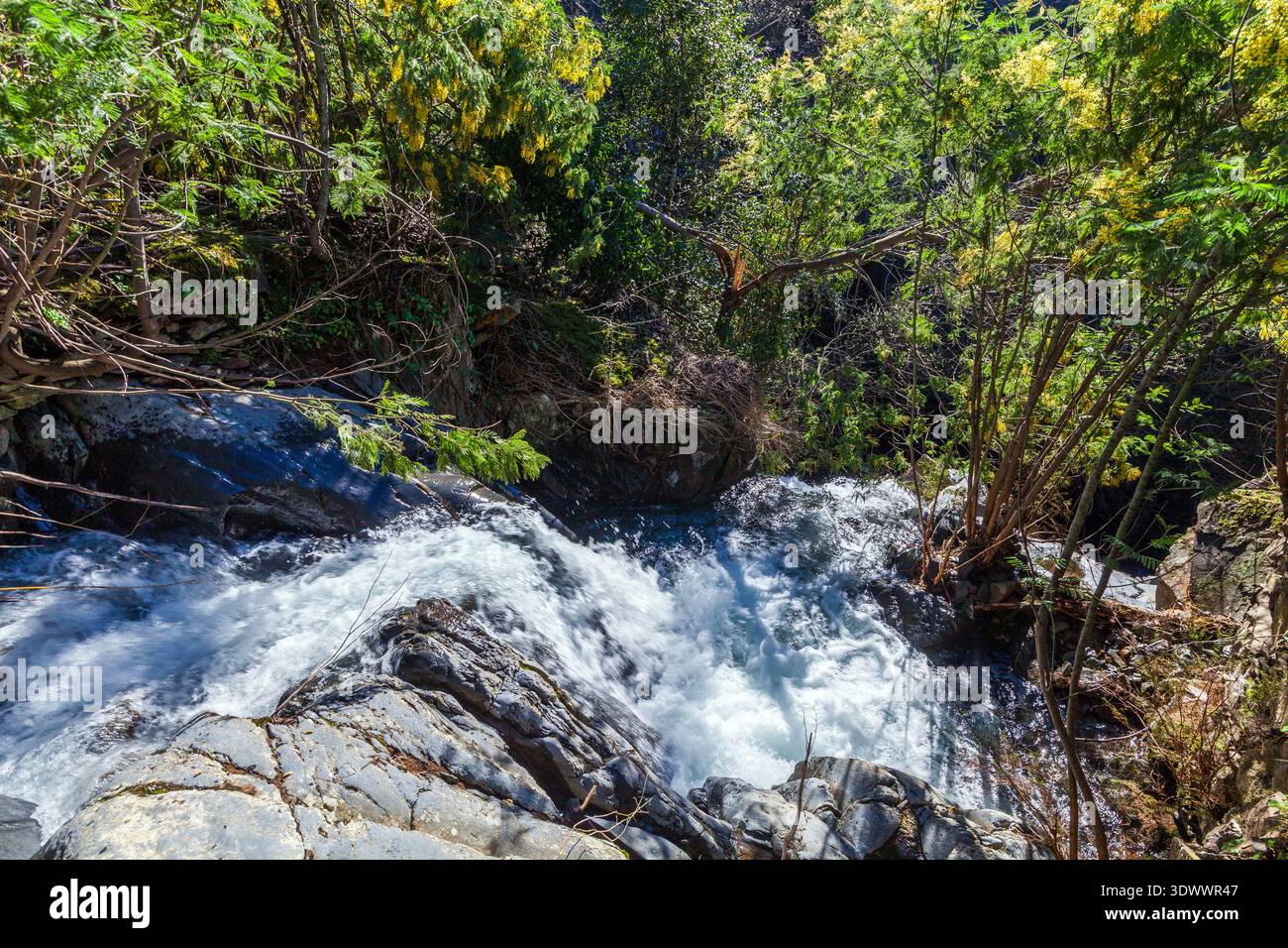 Ein rauschender Bach stürzt über dunkle Felsen und erzeugt weißen Schaum, umgeben von üppiger grüner Vegetation und leuchtend gelb blühenden Bäumen in einem sonnendurchfluteten Fores Stockfoto