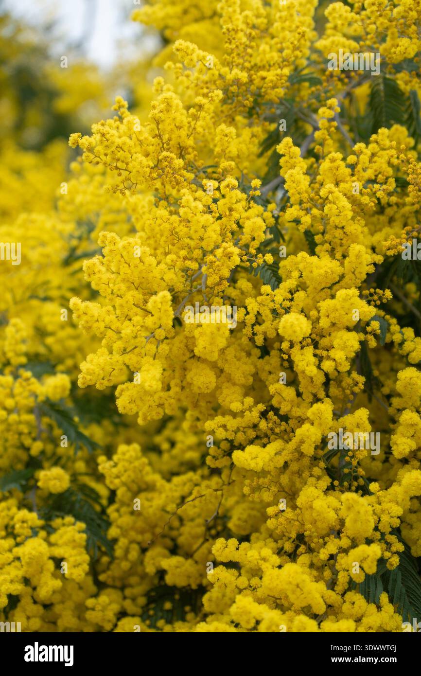 Mimosa-Blüten in voller Blüte, dichte gelbe Blüten und grünes Laub schaffen lebendige botanische Textur und saisonalen Frühlingshintergrund. Umweltfreundliches Branding Stockfoto