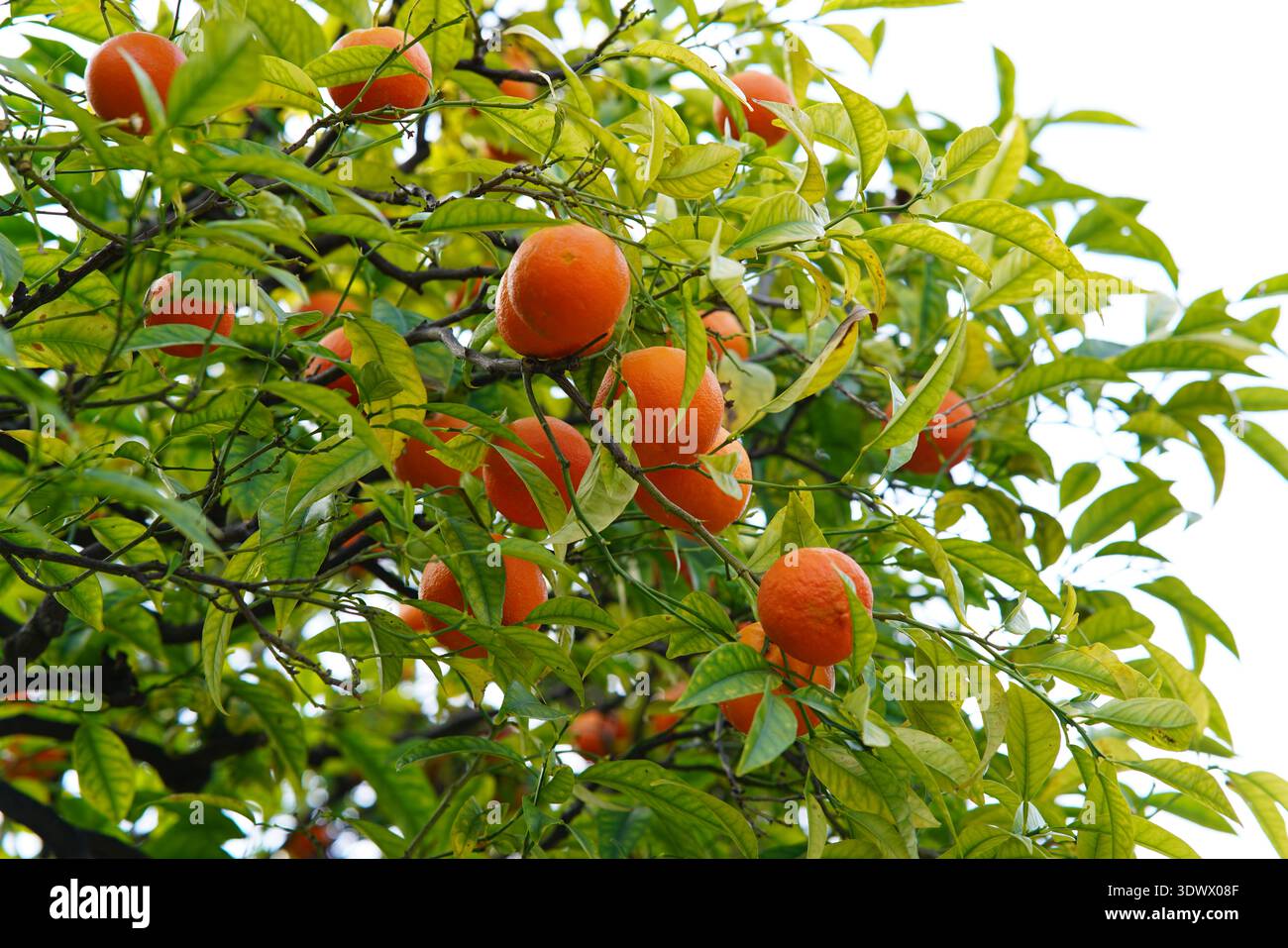 Reife Orangen auf Baumzweig im Zitrushain von Menton Frankreich. Menton, Frankreich Stockfoto
