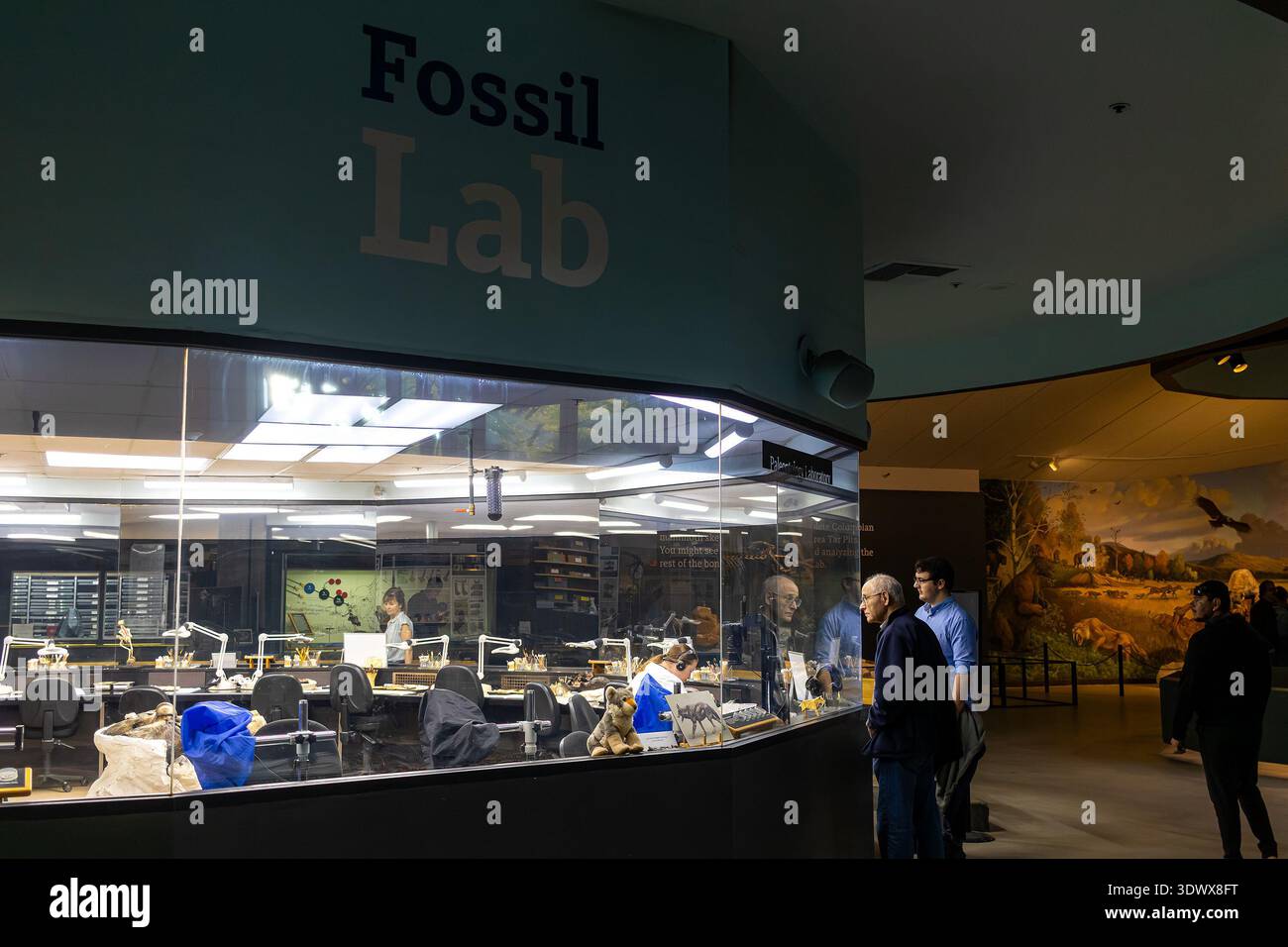 Fossil Lab in La Brea Tar Pits und Page Museum in Los Angeles, KALIFORNIEN, wo Forscher Fossilien reinigen und für die Erhaltung, Ausstellung und Forschung vorbereiten Stockfoto