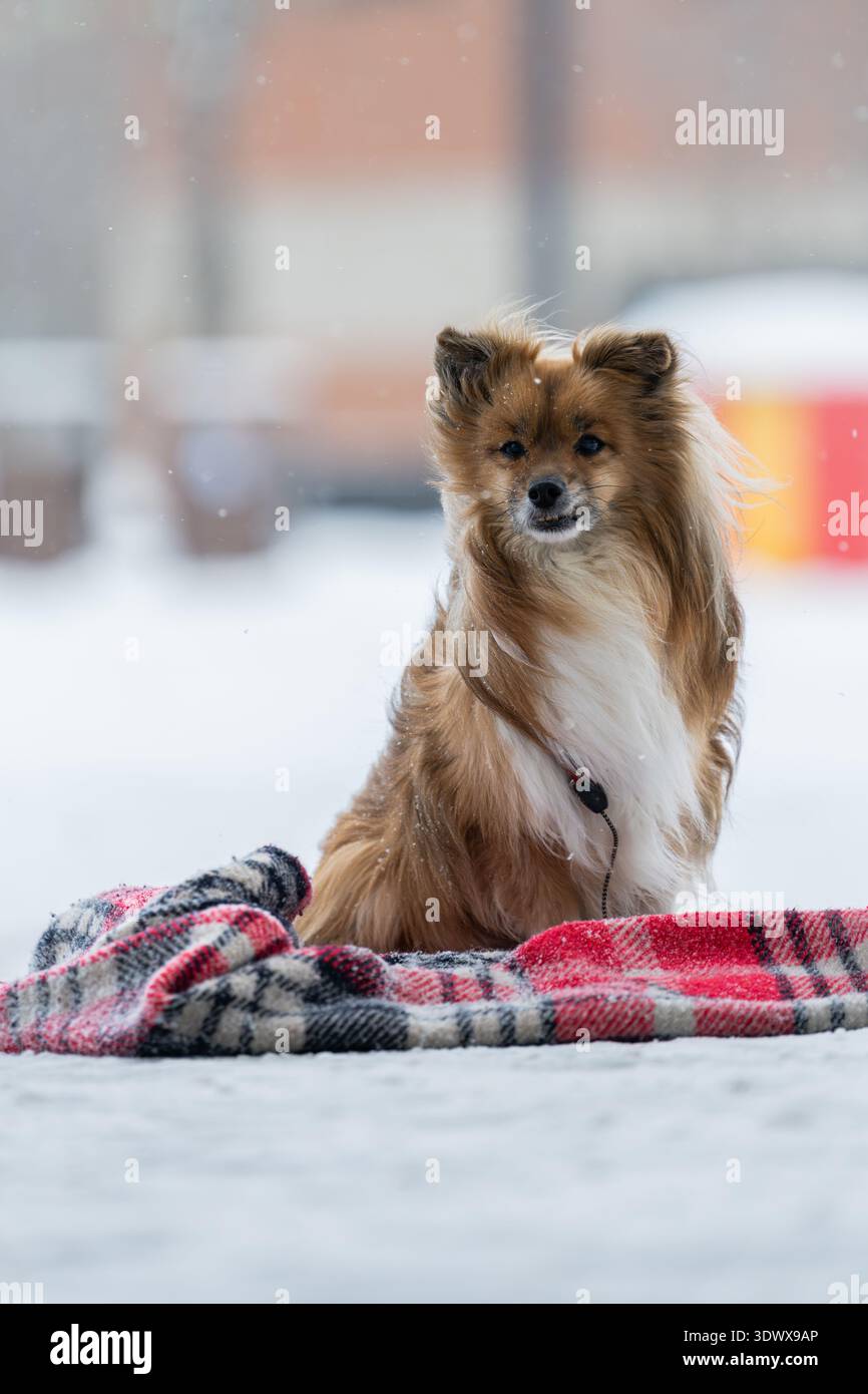 Shetland Sheepdog mischen Hund mit einem Karo im Winter auf der Straße. Der Hund sitzt auf dem Schnee Stockfoto