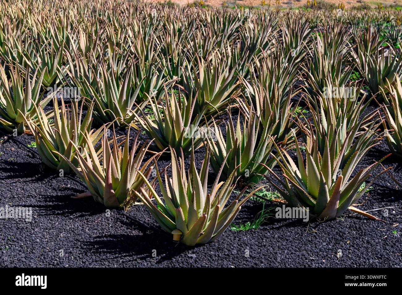 Spanien, Kanarische Inseln, Fuerteventura-5. Februar 2026: Aloe Vera Plantation Rows Agriculture Stockfoto