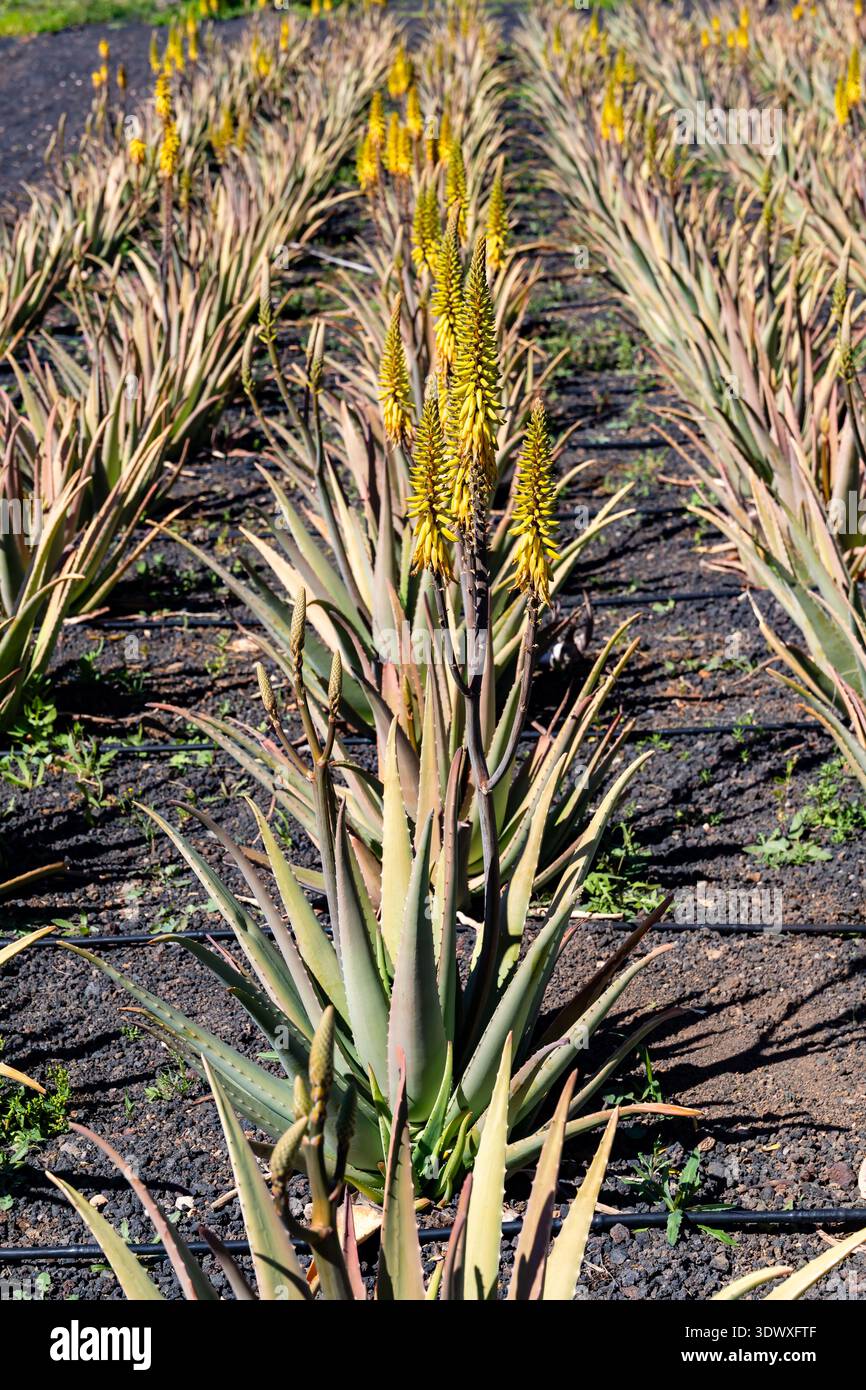 charlotte meentzen aloe vera sensitiv pflegecreme flüssig Charlotte Meentzen Aloe Vera Sensitiv Pflegecreme flüssig – Leichte Pflege  für trockene Haut – Pfirsichhaut Kosmetik main image 1