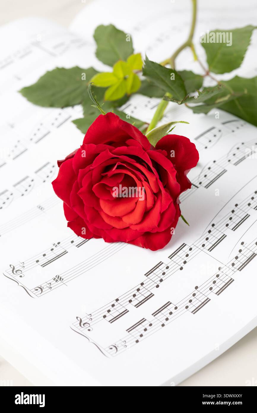 Wunderschöne rote Rosenblume, die auf offenem Musikbuch liegt. Notenbuch Hintergrund mit Rose und Kopierraum. Stockfoto