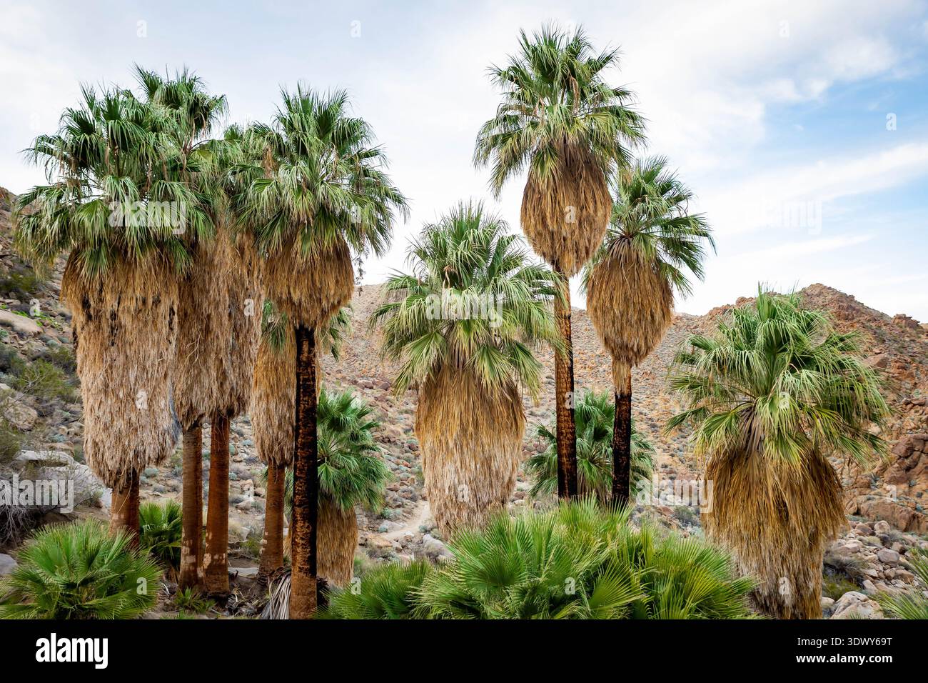 Panoramablick auf üppige grüne Palmen in der Fortynine Palms Oasis auf einem Wüstenpfad im Joshua Tree National Park California Stockfoto