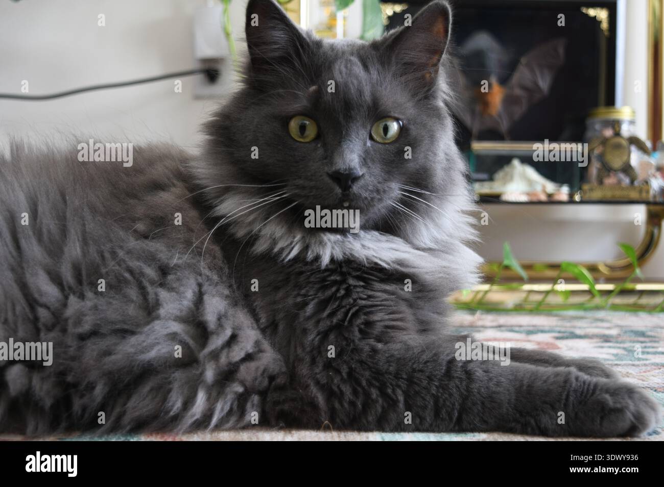 Katze starrt in die Kamera Stockfoto