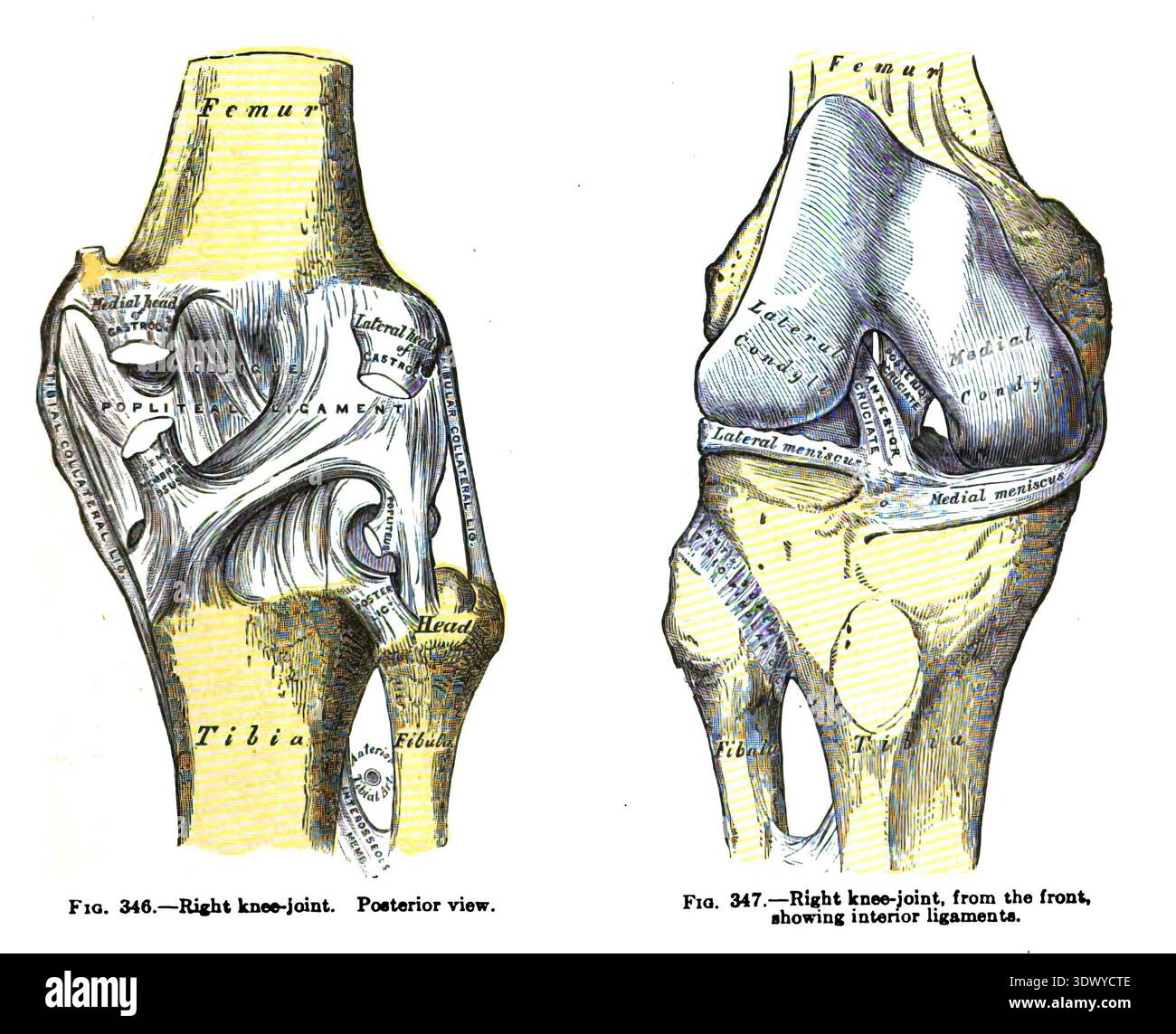 SEATTLE – 18. SEP 2023 – detaillierte anatomische Abbildungen des rechten Kniegelenks, die sowohl posteriore als auch anteriore Ansichten zeigen, wobei Knochen hervorgehoben werden, l Stockfoto