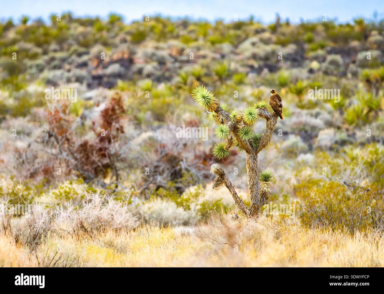 Rotschwanzfalke hockt auf einem Joshua-Baum in der Mojave-Wüste Stockfoto