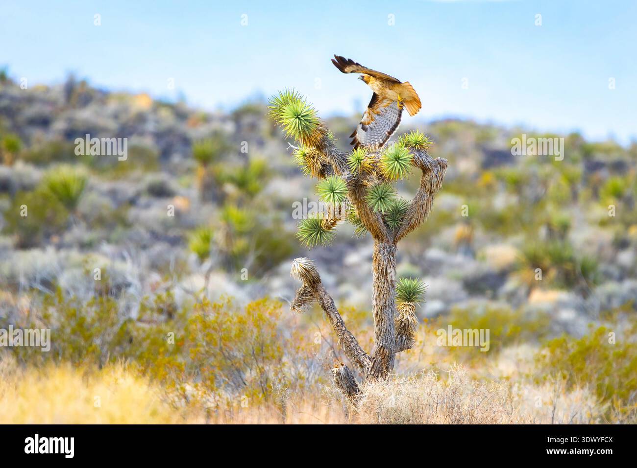 Rotschwanzfalke hockt auf einem Joshua-Baum in der Mojave-Wüste Stockfoto