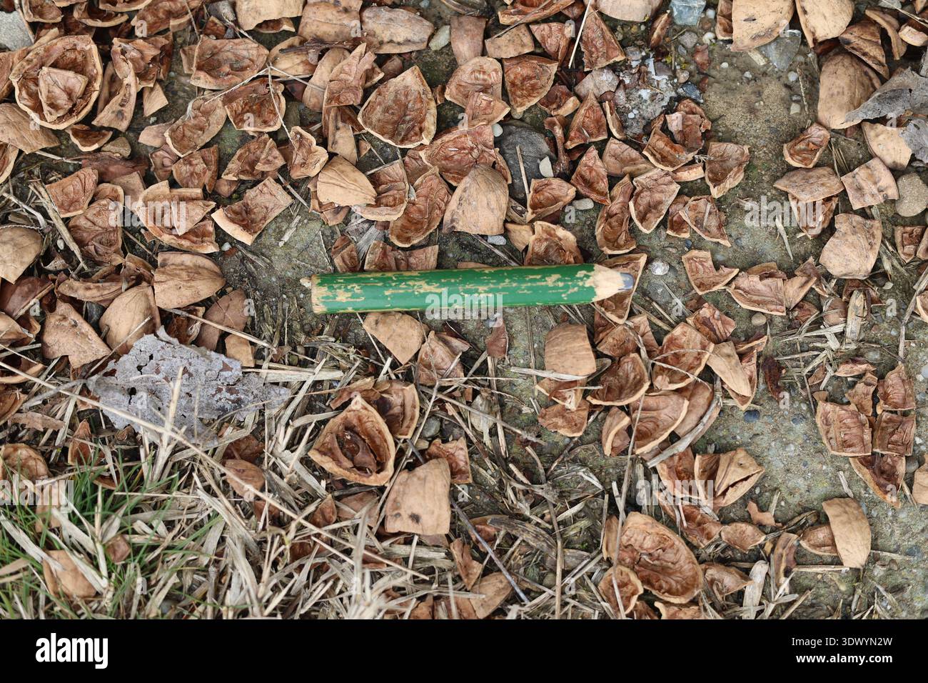 Altes gebrauchtes Schreinerstift-Werkzeug Stockfoto
