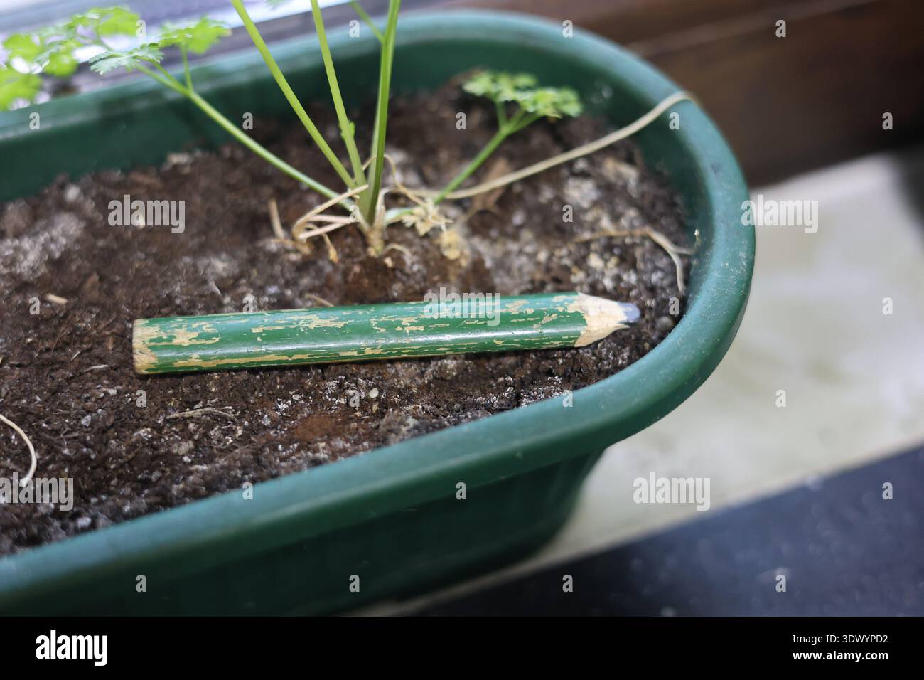 Altes gebrauchtes Schreinerstift-Werkzeug Stockfoto