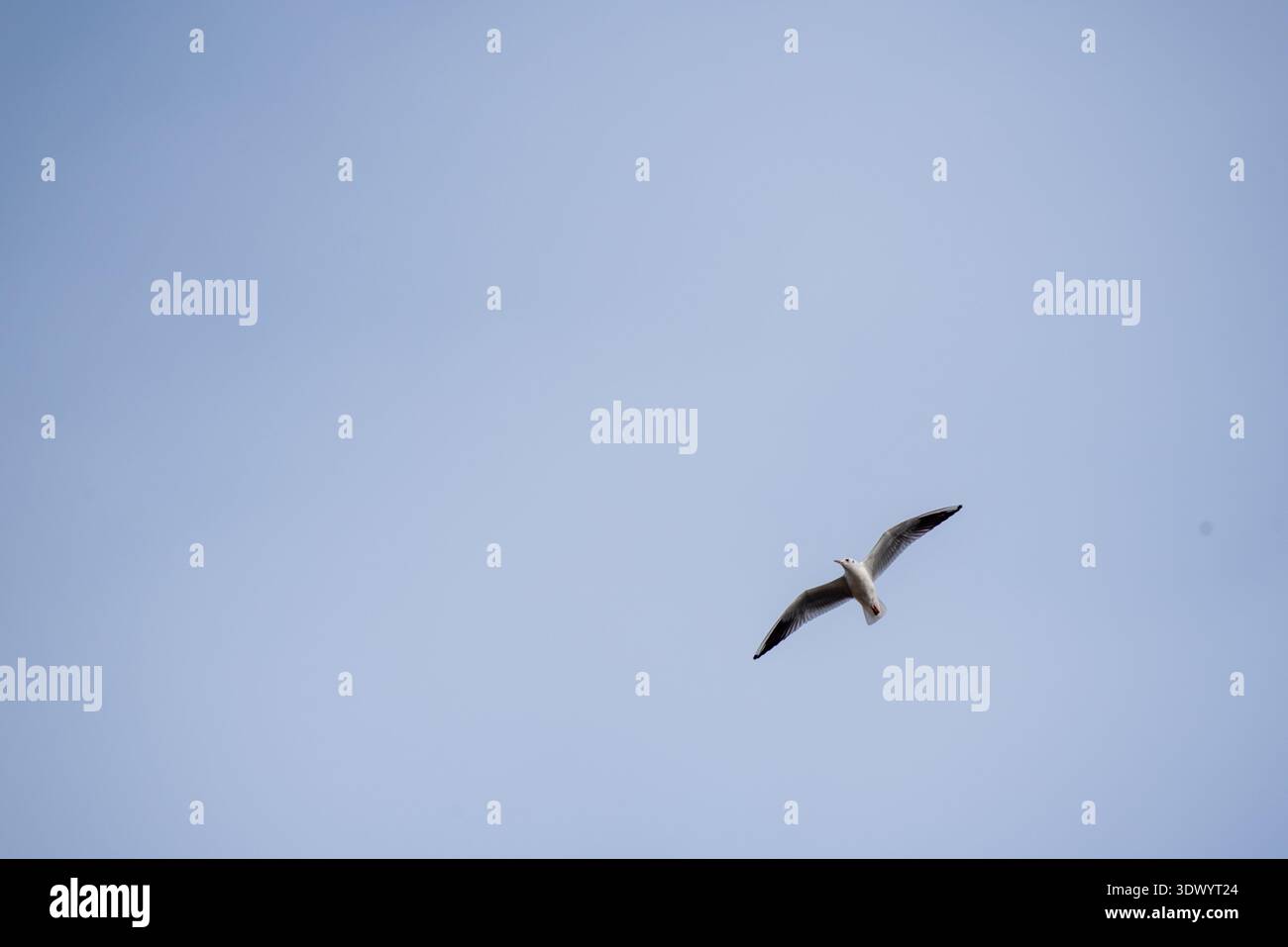 Möwenfliegen in Blue Sky Minimal Wildlife Scene Stockfoto