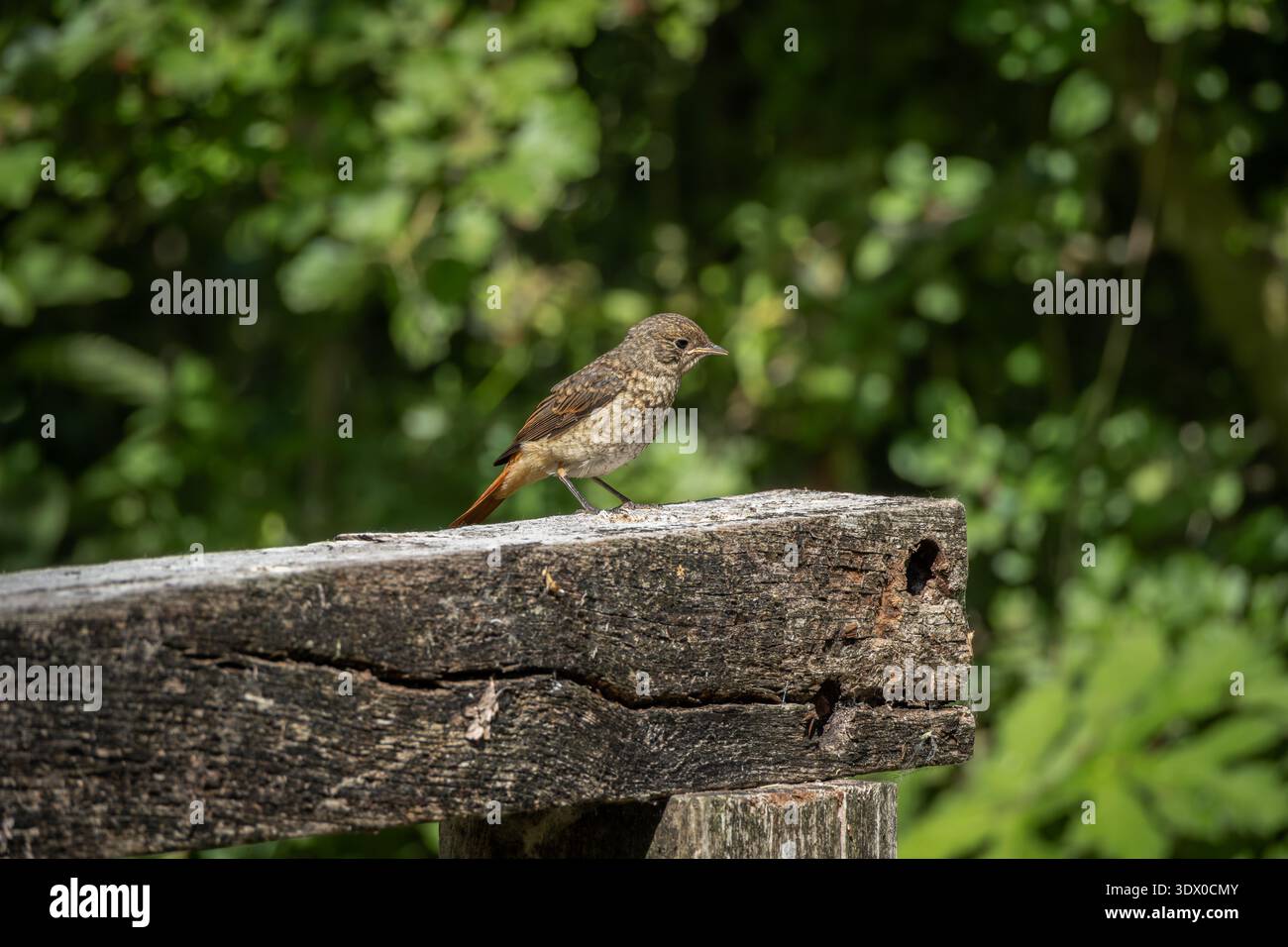 Juvenile Common Redstart auf Holzbalken Stockfoto