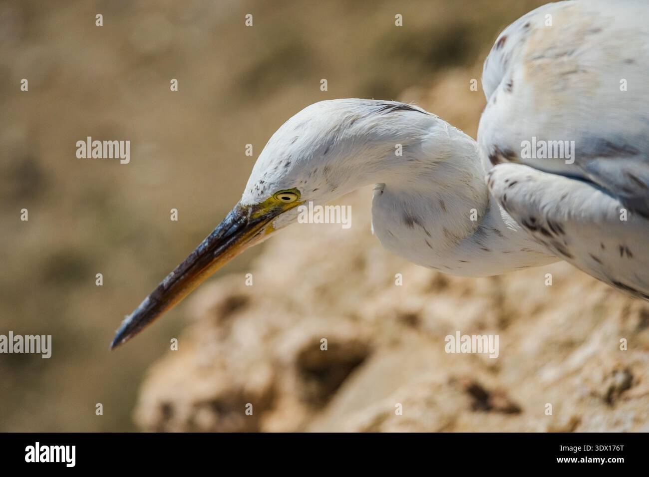 Nahaufnahme des weißen Reiherkopfes und des langen Schnabels vor weichem felsigem Hintergrund mit fokussierter Jagdhaltung und scharfem gelbem Auge Stockfoto