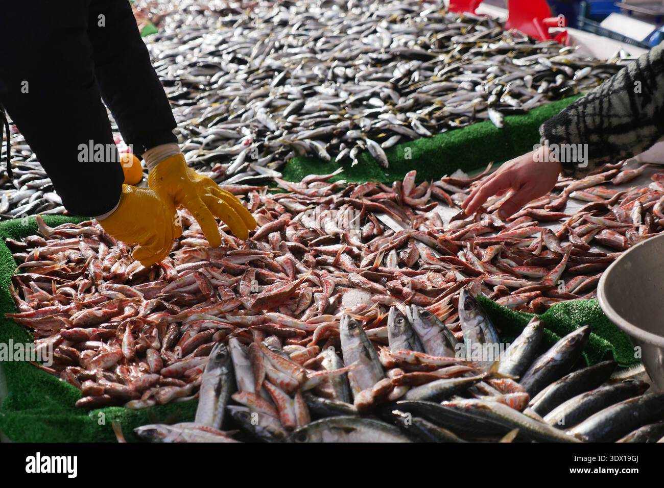 Fischmarkt-Szene mit Arbeitern, die Meeresfrüchte von Hand sortieren Stockfoto