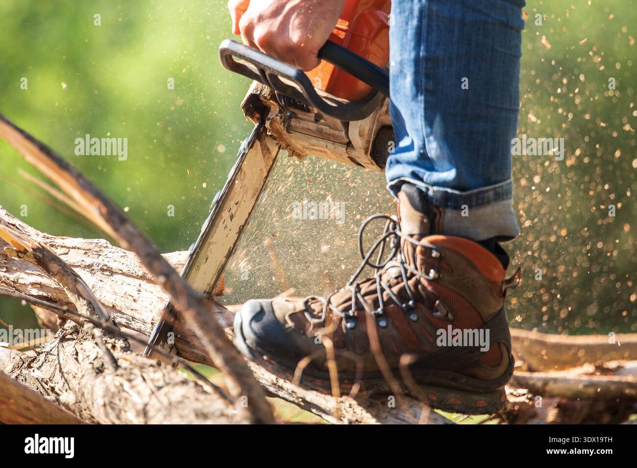Eine Kettensäge in den Händen eines Mannes, der trockene Baumstämme für Brennholz sägt Stockfoto