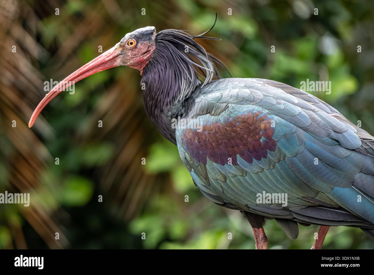 Waldrapp ibis (Geronticus eremita), auch bekannt als Northern Glatze ibis, im Jacksonville Zoo & Botanical Gardens in Jacksonville, Florida. (USA) Stockfoto
