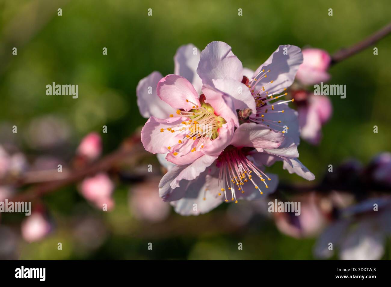 Im Frühjahr haben Pfirsichbäume auch Pfirsichblüten. Stockfoto