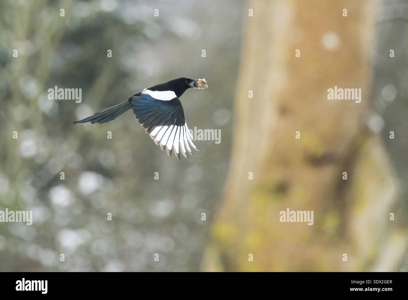 Eine fliegende Elster (Pica pica) mit einer Nuss im Schnabel vor einem verschwommenen Hintergrund mit Bäumen und Schnee, Hessen, Deutschland Stockfoto