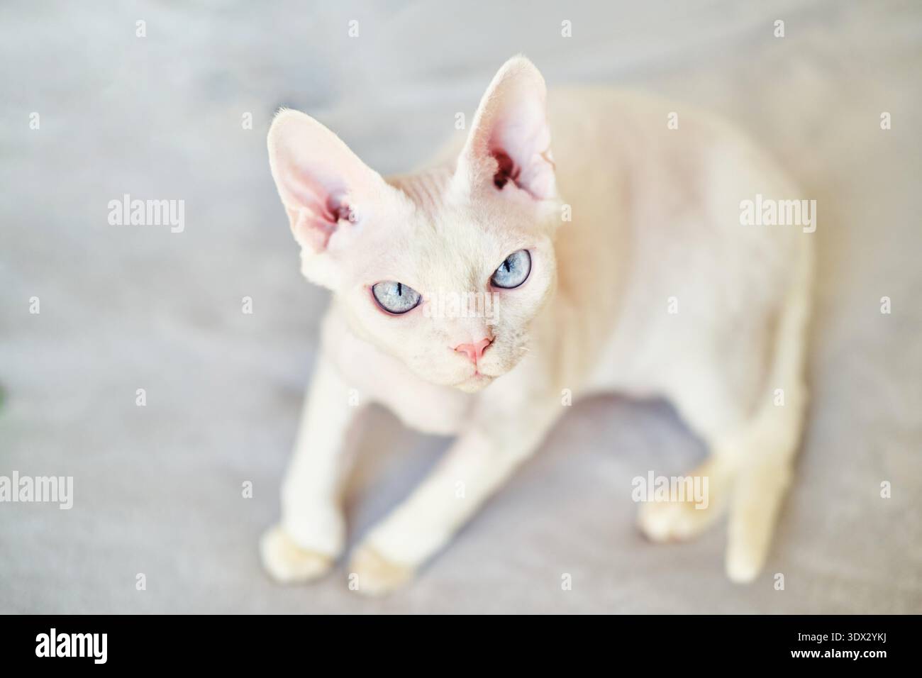 Sphynx Devon Rex Katze Nahaufnahme. Porträt eines Haustiers. Die Katze spielt mit dem Besitzer zu Hause auf dem Bett. Schöne blaue Katzenaugen. Exotische Katzenrasse. Tier mit kurzen Haaren Stockfoto