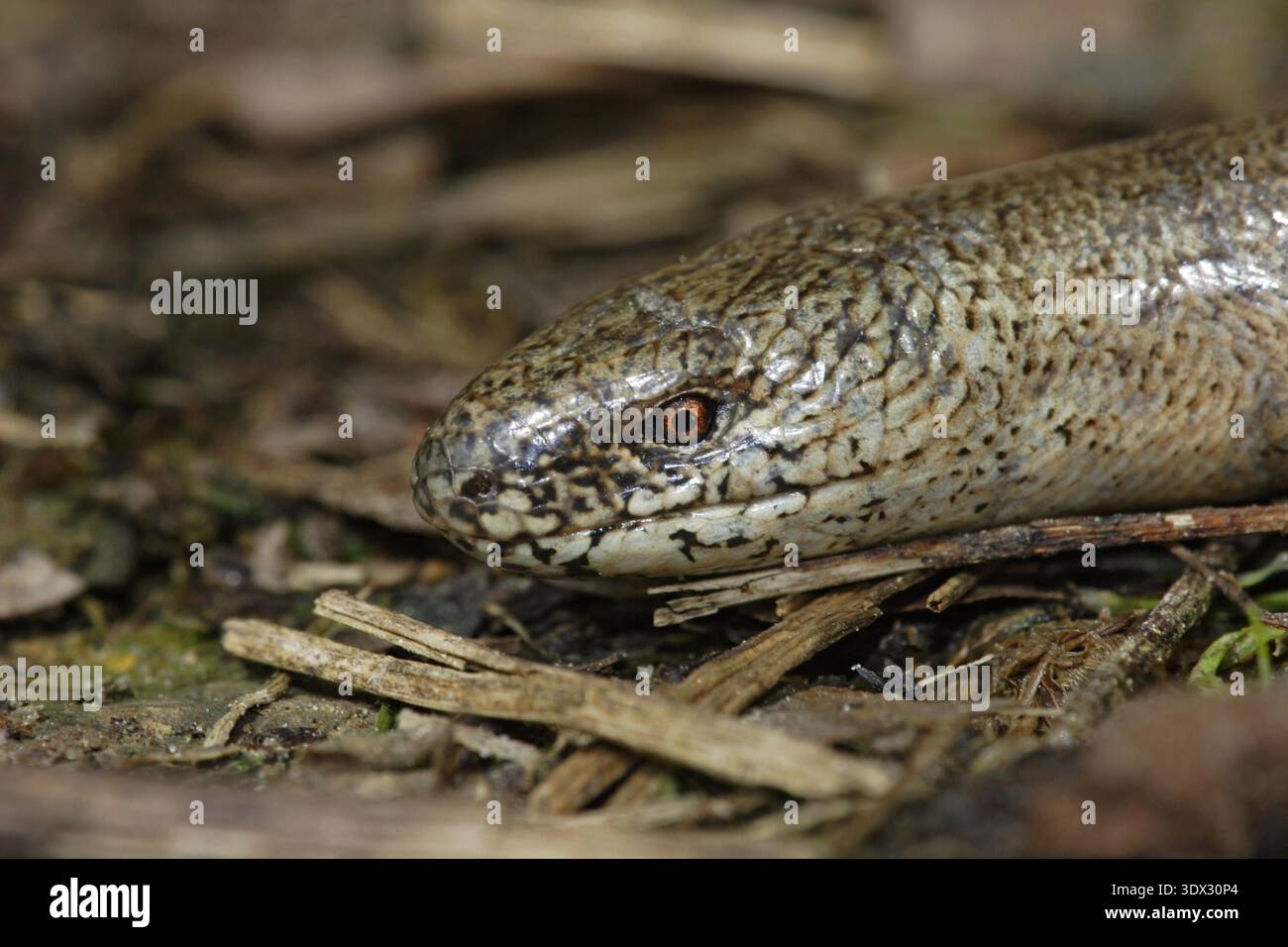 Blindschleiche, Anguis fragilis, langsamer Wurm Stockfoto