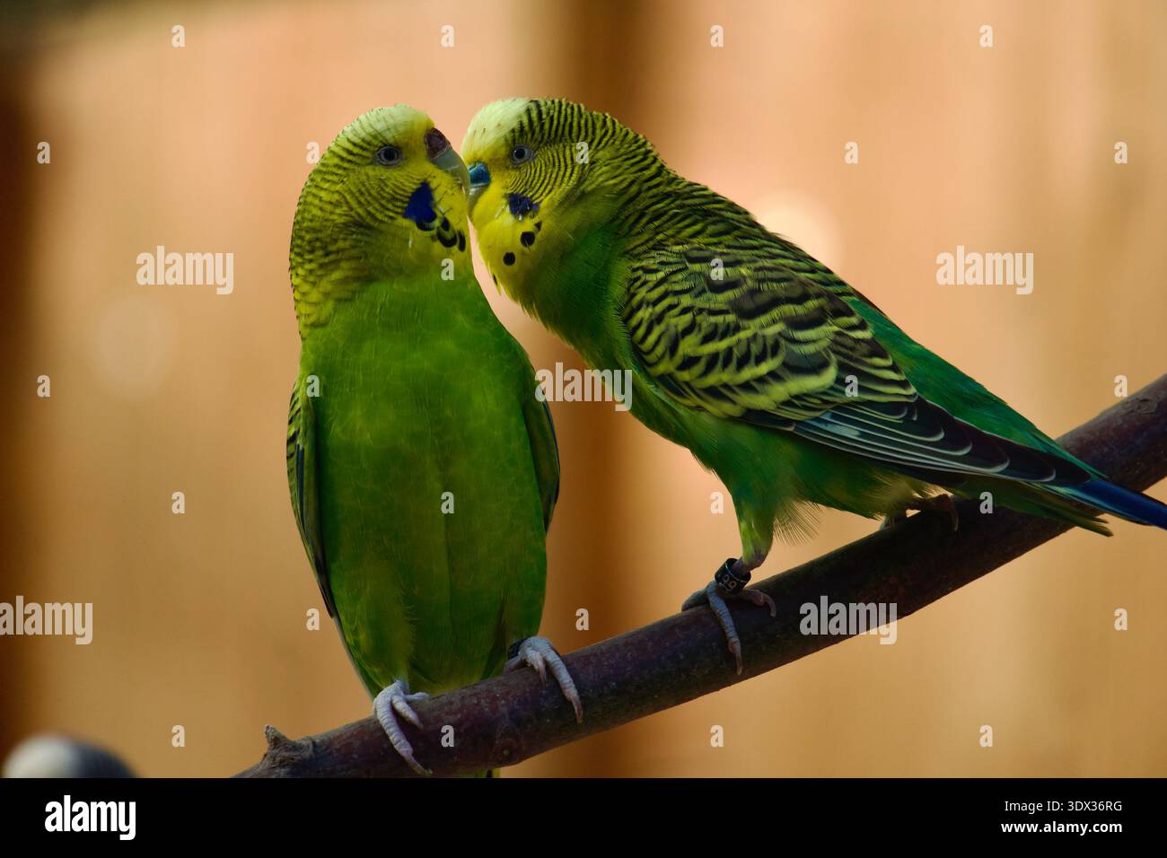 Zwei grüne Budgie-Papageien, die auf einem Ast sitzen und kommunizieren, Stockfoto
