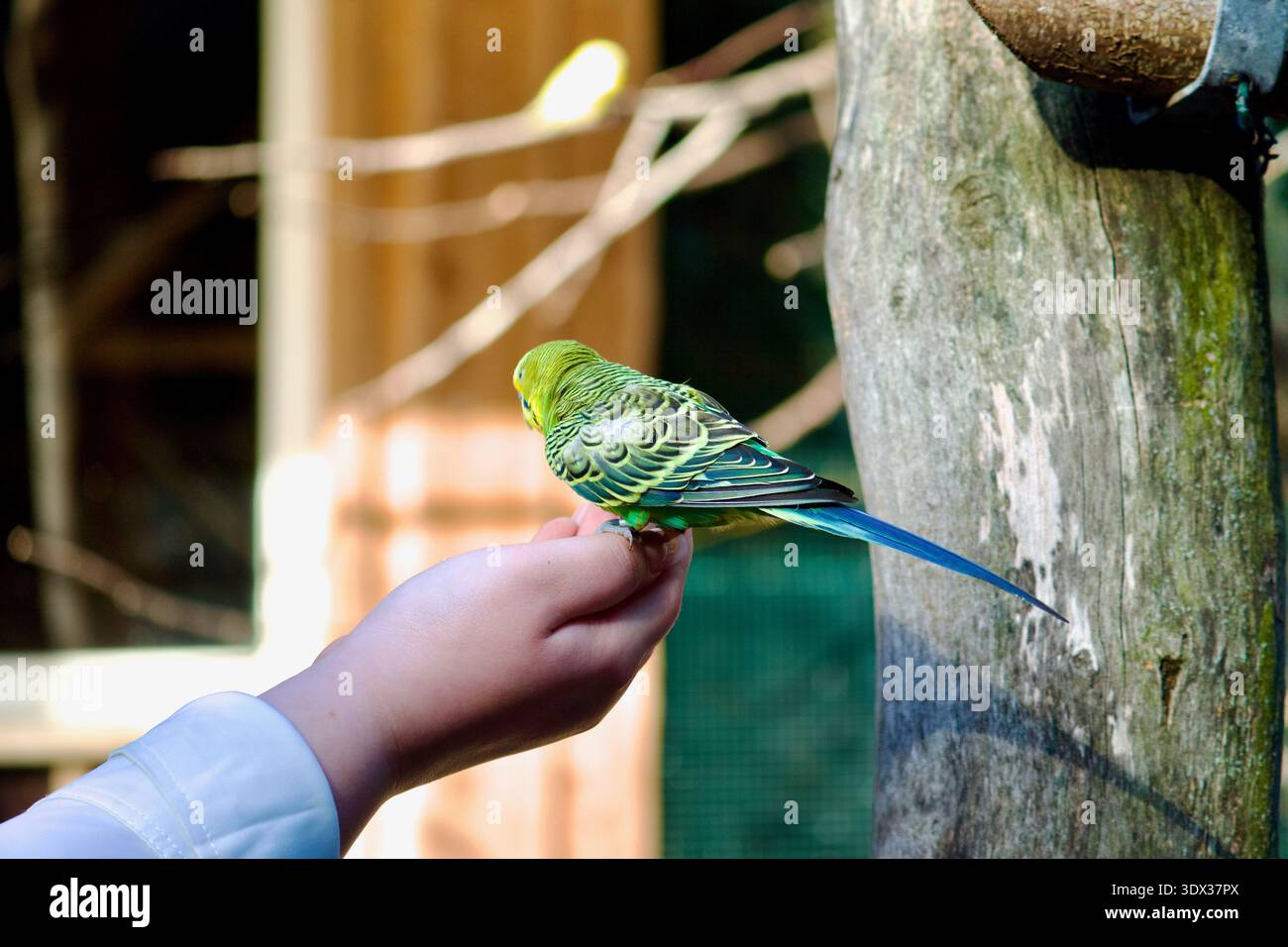 Grüner Papagei isst Vogelfutter aus der Hand eines Kindes in einem Park. Stockfoto
