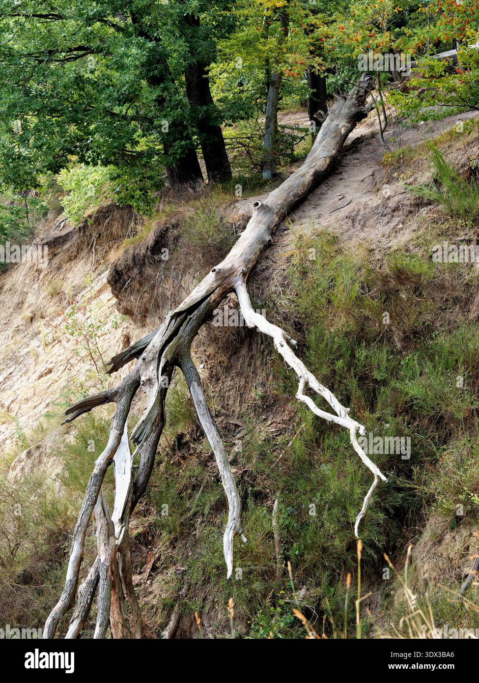 Gefallener Baum auf einer Meeresklippe in Gdynia, Polen Stockfoto